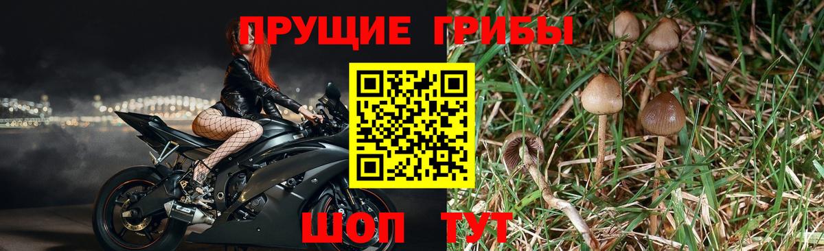 Псилоцибиновые грибы Magic Shrooms Старая Купавна